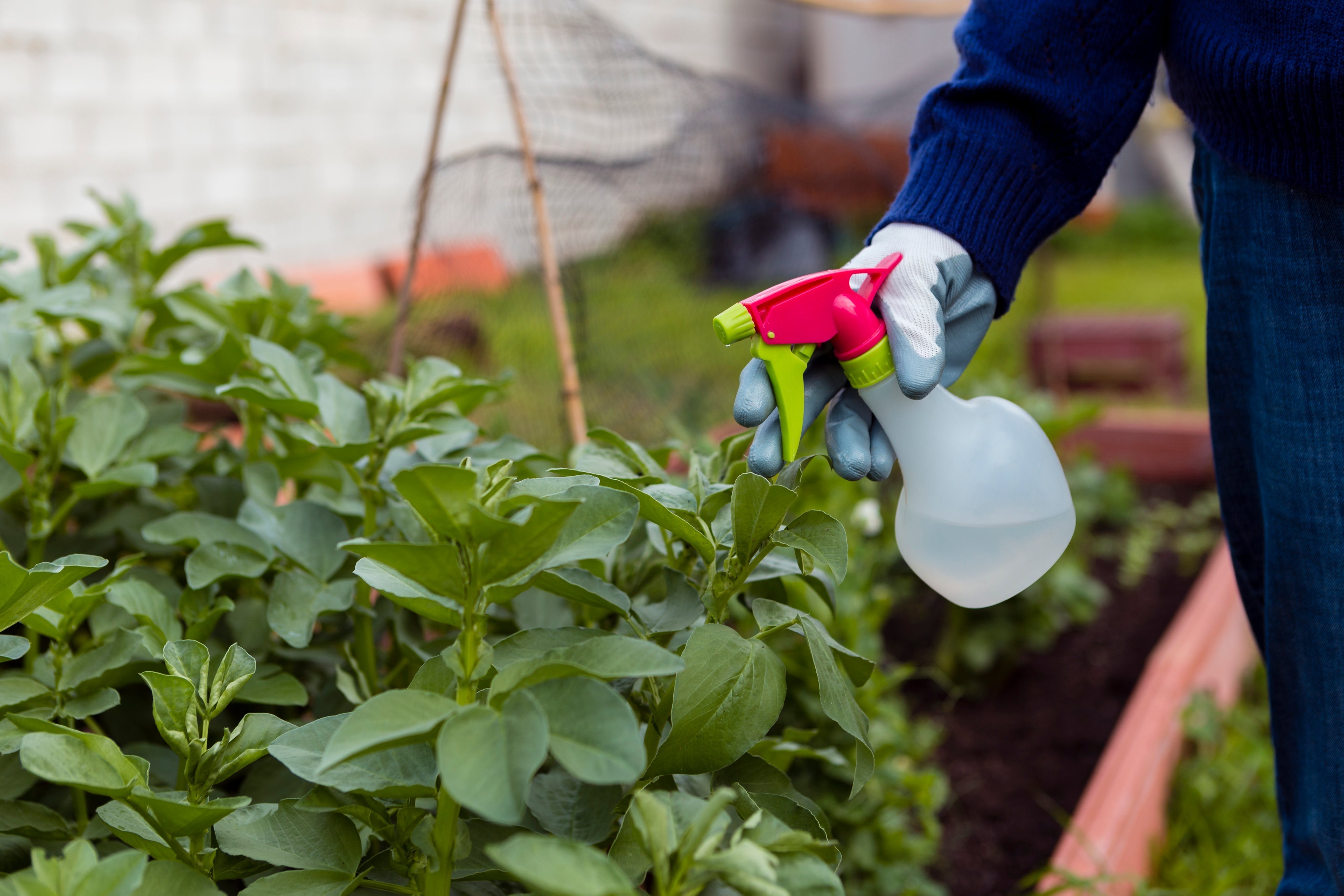 Pesticides in Your Food?